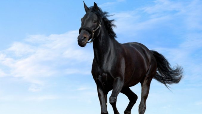 Cavallo Cavallo
