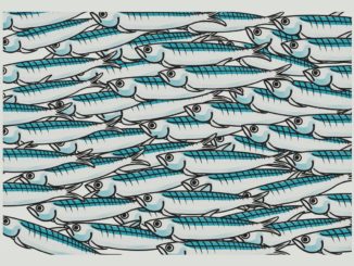 Sardine