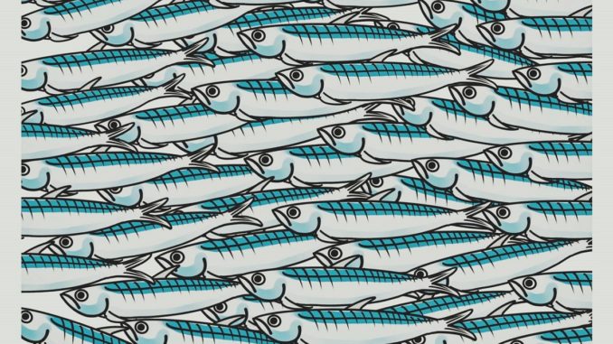 Sardine