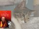 Cover del libro "Il gatto del Dalai Lama e il potere del miao"