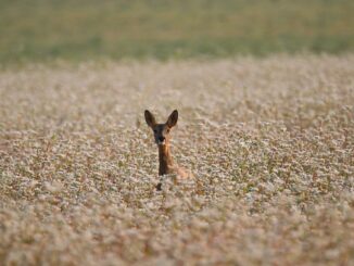 Approvata la Nature Restoration Law una vittoria per la Biodiversità Europea