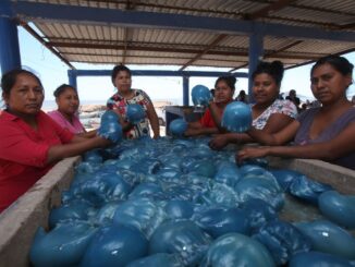 Pesca delle meduse a palla di cannone il nuovo business dei narcos di Sonora