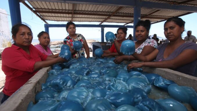 Pesca delle meduse a palla di cannone il nuovo business dei narcos di Sonora