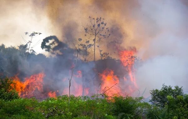 amazzonia in fiamme