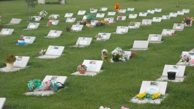 gatti voce cimitero