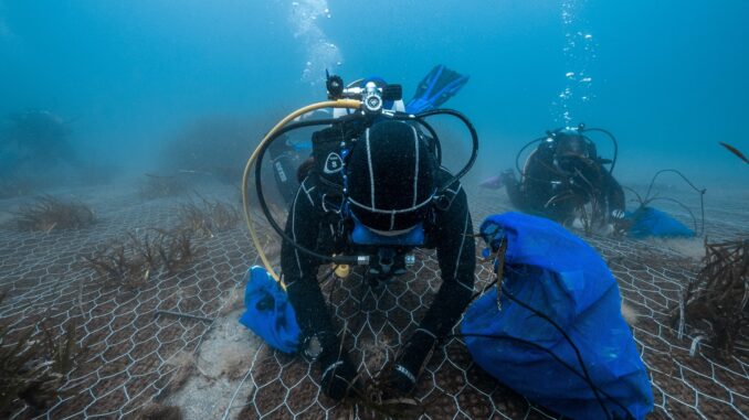 RIFORESTAZIONE POSIDONIA_VoceNews https://www.vocenews.it/wp-content/uploads/2024/06/RIFORESTAZIONE-POSIDONIA_VoceNews.jpg