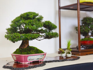 Bonsai Shohin Festival