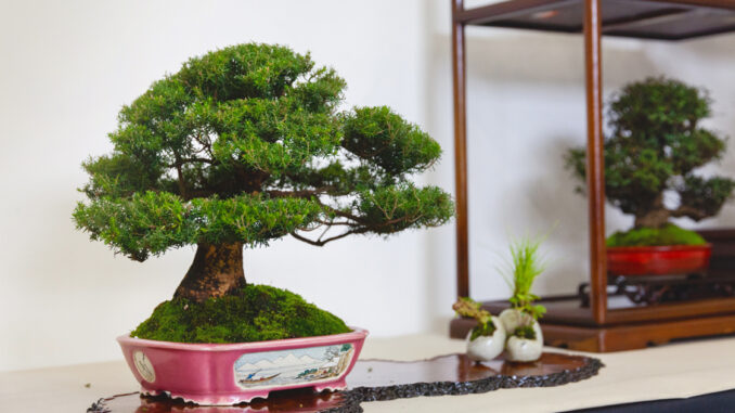 Bonsai Shohin Festival Bonsai Shohin Festival
