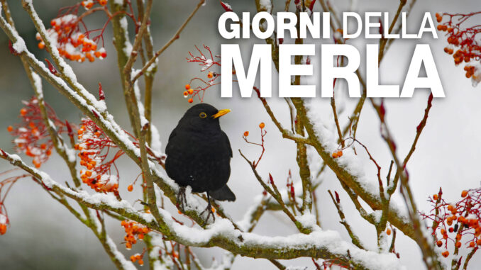 Giorni della Merla