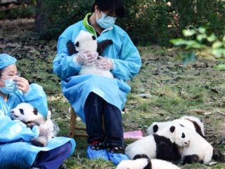 panda cuddle