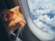 cane gatto volo