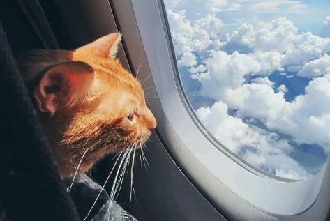 cane gatto volo cane gatto volo
