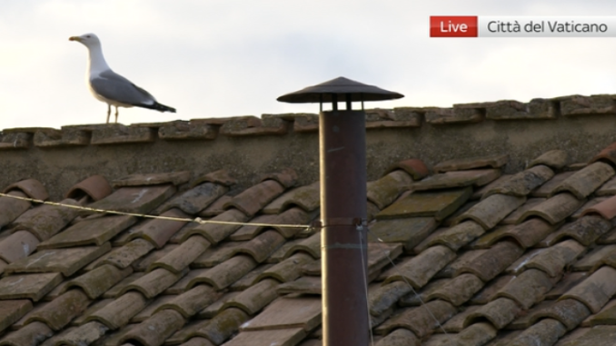 Conclave gabbiano Conclave gabbiano