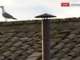 Conclave gabbiano