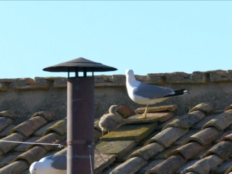 gabbiani del Conclave