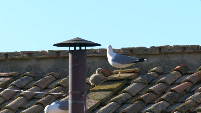 gabbiani del Conclave gabbiani del Conclave