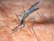 West Nile Virus