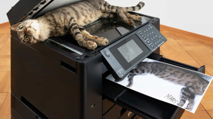 Copycat MAMbo