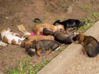 Cani Mondiali Marocco