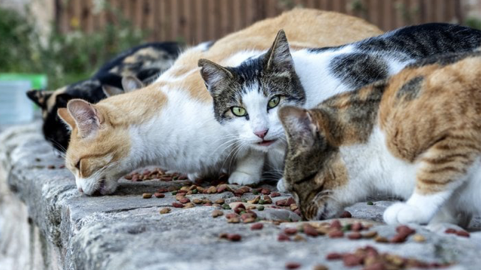 Brindisi killer gatti