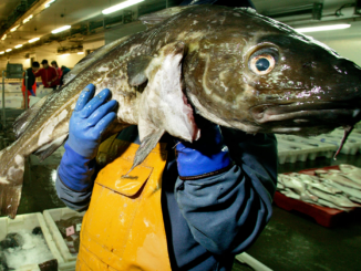 Merluzzo crisi pesca