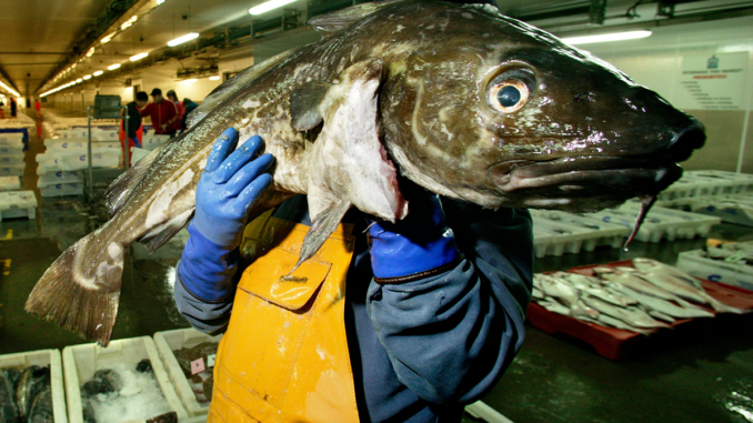 Merluzzo crisi pesca