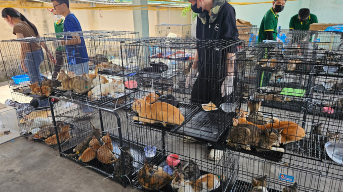 Vietnam gatti