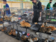 Vietnam gatti