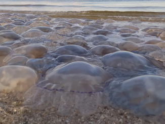 meduse francia gravelines