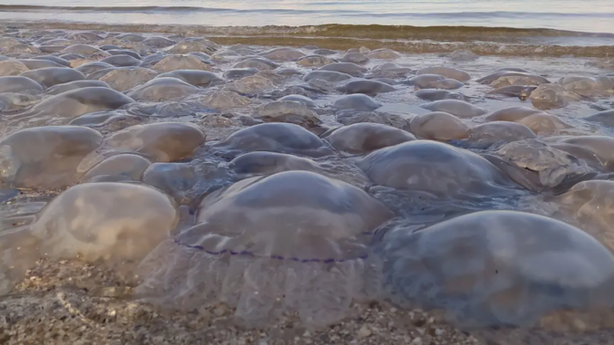meduse francia gravelines