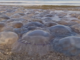 meduse francia gravelines