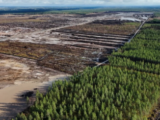 Google Finlandia disboscamento