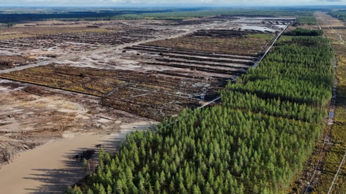 Google Finlandia disboscamento